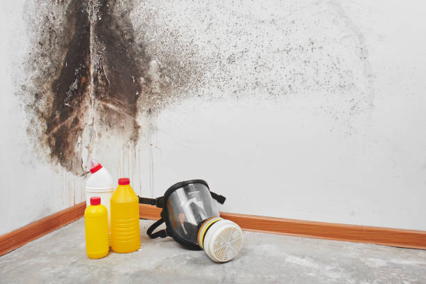 Best Crawl Space Mold Removal  in Dubach, LA