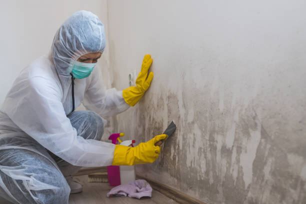 Best Mold Remediation Experts  in Dubach, LA