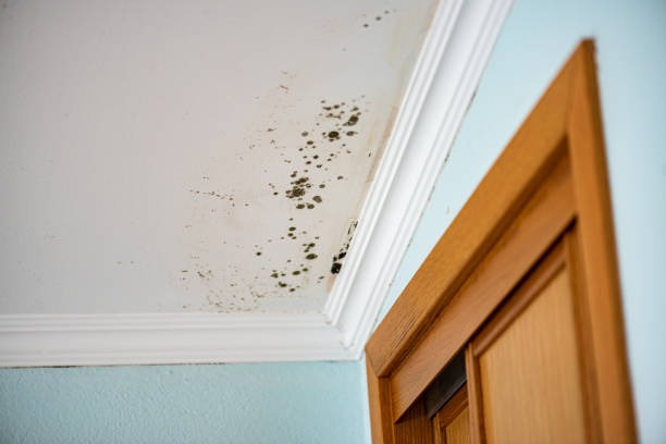 Best Mold Removal Near Me  in Dubach, LA