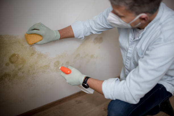 Best Certified Mold Removal  in Dubach, LA