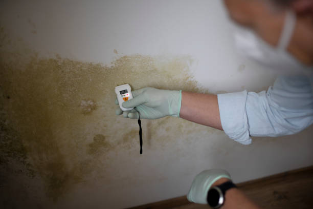 Best Attic Mold Removal  in Dubach, LA