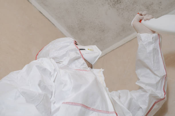 Best Fast Mold Removal  in Dubach, LA