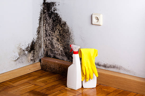 Mold Removal and Inspection in Dubach, LA