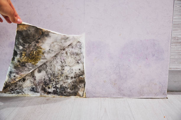 Best Residential Mold Removal  in Dubach, LA